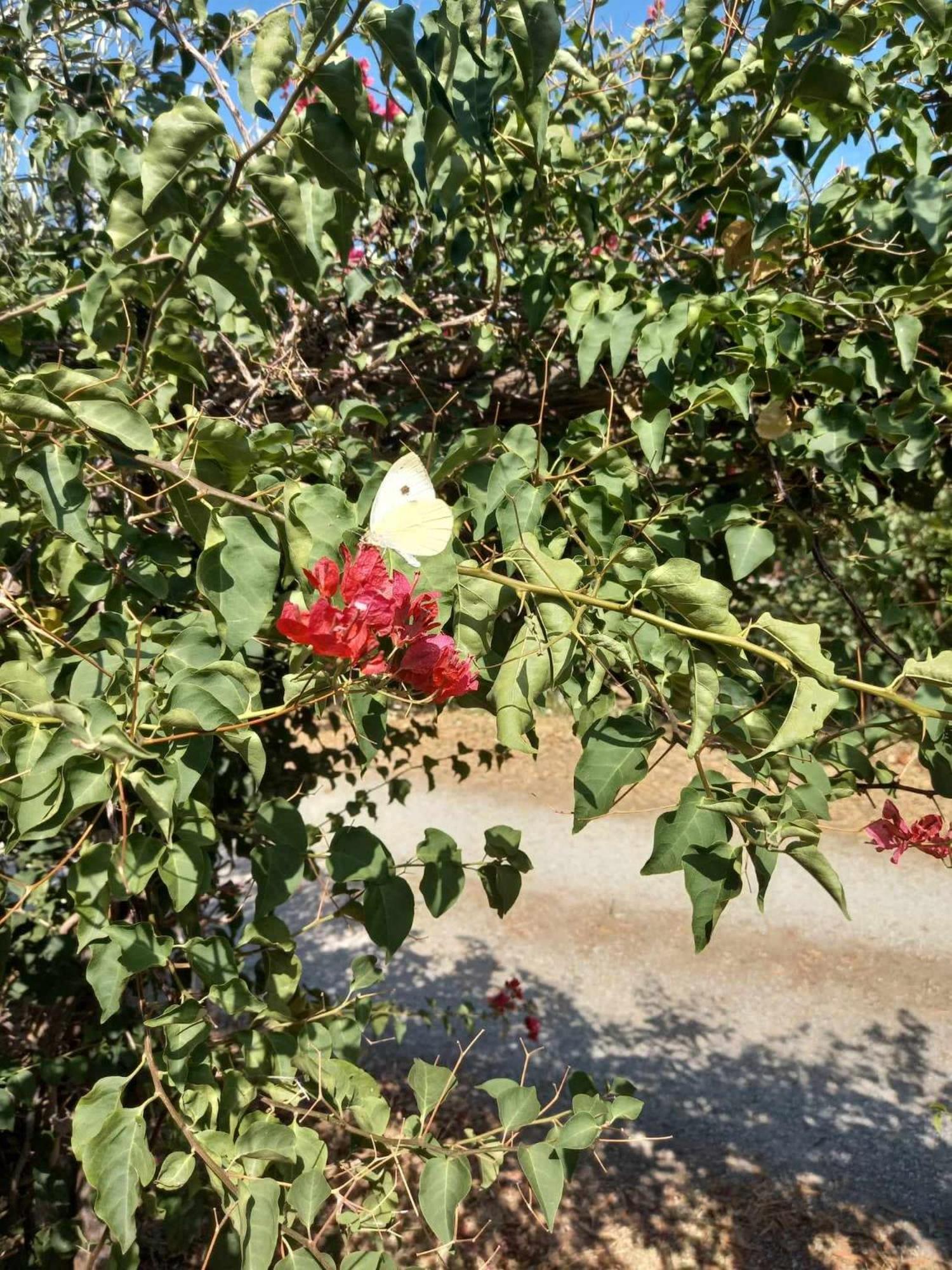 Barone Montefeo Librizzi